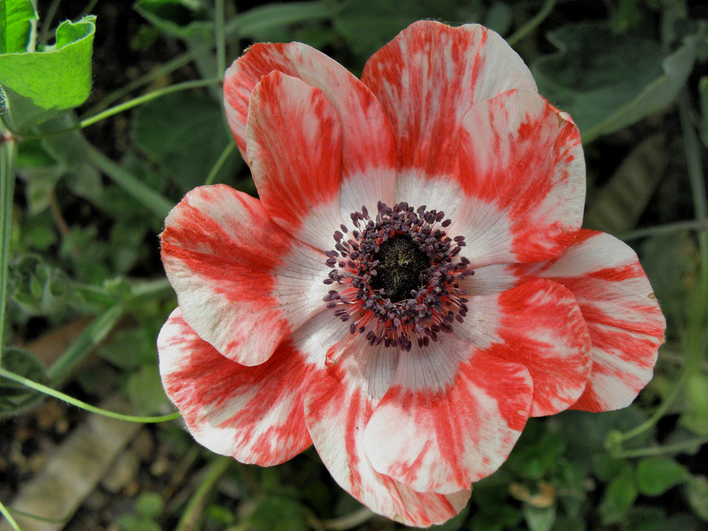 Фотокаталог растений: Ветреница корончатая (Anemone coronaria)