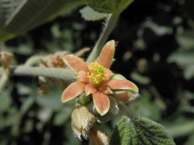 Гревия мохнатая (Grewia villosa). Автор: Александр Гибхин