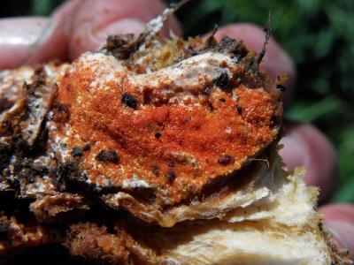 Hypomyces aurantiusГименосцифус ораньжевый паразитирующий на Вешенках. Автор фото: Александр Гибхин