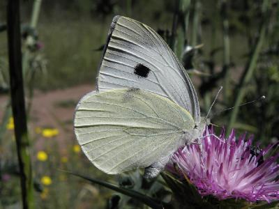 В Израиле эти бабочки один из наиболее распространённых видов. Автор фото: Александр Гибхин