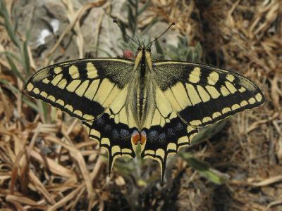 Обычная для Израиля бабочка, часто встречающаяся весной на  лугах и в полупустынях. Автор фото: Александр Гибхин