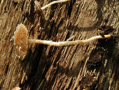 Грибы найдены в декабре на старой ореховой плантации, недалеко от города Ашдод. Росли в не большом количестве на почве среди прошлогодних остатков однолетних растений. Автор фото: Александр Гибхин