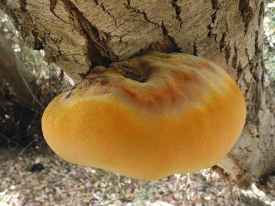 Очень крупные грибы, шляпки могут достигать полуметровой длины. Грибы найдены на тополях в районе поселения Ницан. Автор фото: Александр Гибхин