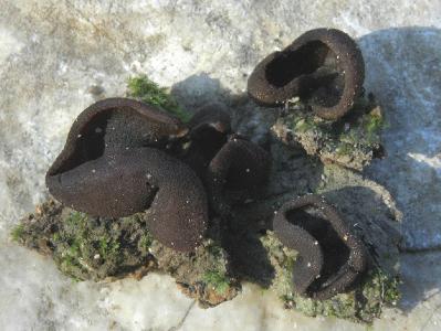 Небольшие грибы, до 2.5см. Найдены на горе Кармель в феврале, на влажной почве. Автор фото: Александр Гибхин