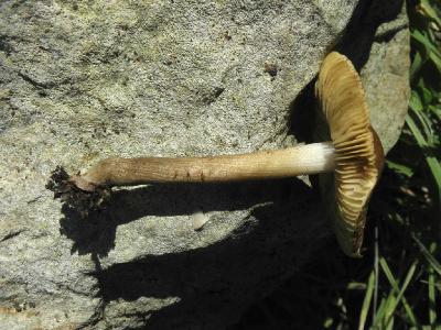 Грибы найдены в феврале на горе Кармель в смешаном, сосново-дубовом лесу. Одним ярким макропризнаком вида, является окраска ножек. Автор фото: Александр Гибхин