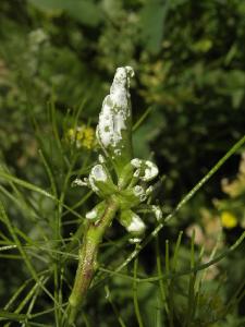 Albugo candida в садоводстве называется *белая ржавчина*.
Этот Оомицет поражает разные виды Крестоцветных растений. Автор фото: Александр Гибхин