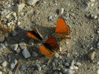 s:дневные бабочки,s:бабочки,c:красно-коричневые