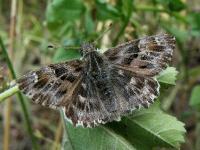 c:коричневые,l: переднего крыла до 16 мм,s:бабочки,s:дневные бабочки