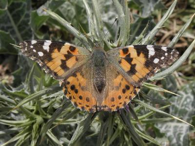 Большие,красивые бабочки, обитают на севере и в центре страны. Автор фото: Александр Гибхин