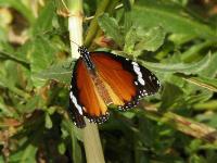 s:дневные бабочки,c:желтовато-коричневые,s:бабочки,s:чешуекрылые