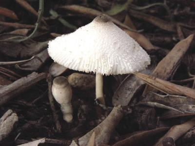 Хрупкие грибы. Встречаются в садах, в парках на обогащённых почвах, среди травы. Автор фото: Александр Гибхин