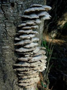 Очень распространённый вид грибов. Встречается круглый год на валеже Акации ивовой Автор фото: Александр Гибхин