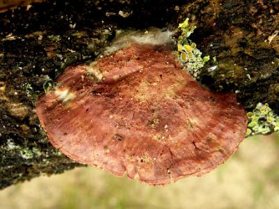 Единственная зафиксированная находка этого вида грибов в Израиле. Грибы были найдены на валеже Фигового дерева в конце февраля 2006 года, рядом с городом Ашдод. Автор фото: Александр Гибхин