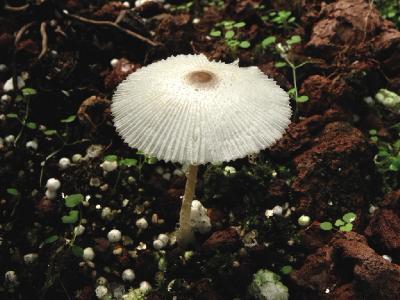Хрупкие грибы. Встречаются в садах, в парках на обогащённых почвах, среди травы. Автор фото: Александр Гибхин