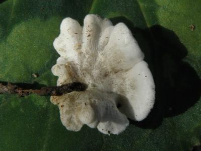 Растут эти грибы при высокой влажности валеже многих видов деревьев и кустарников.  Автор фото: Александр Гибхин