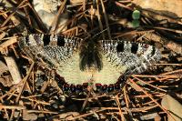 s:дневные бабочки,размах крыльев до 60 мм,c:бело-серый с красными и синими пятнами