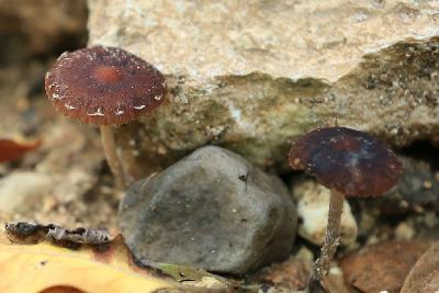 Грибы найдены на горе Кармель в ноябре 2017 года. Росли в смешанном лесу, на дне сухого ручья, после не продолжительных дождей. Автор фото: Александр Гибхин
