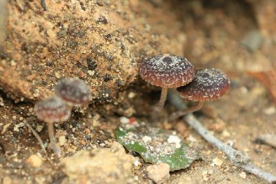 
Грибы найдены на горе Кармель в ноябре 2017 года. Росли в смешанном лесу, на дне сухого ручья, после не продолжительных дождей. Автор фото: Александр Гибхин