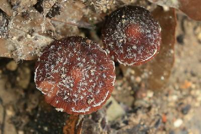 
Грибы найдены на горе Кармель в ноябре 2017 года. Росли в смешанном лесу, на дне сухого ручья, после не продолжительных дождей. Автор фото: Александр Гибхин
