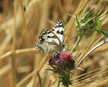 Эти бабочки обитают в лесах на севере Израиля. Автор фото: Александр Гибхин