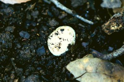 Грибы найдены в январе 2018 года на горе Кармель под дубами. Грибы растут гипогенно и полугипогенно. Наиболее крупное найденное плодовое тело достигало 2см.  Автор фото: Александр Гибхин