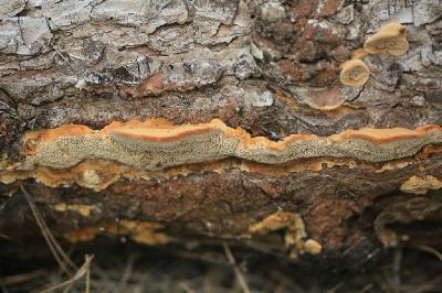 Глеофиллум вытянутый (Gloeophyllum protractum)Молодые грибы на валежной сосне иерусалимской. Найдены зимой 2018 года в смешанном лесу недалеко от города Модеин в центре страны. Автор фото: Александр Гибхин