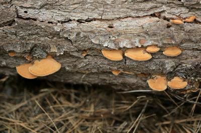 Молодые грибы на валежной сосне иерусалимской. Найдены зимой 2018 года в смешанном лесу недалеко от города Модеин в центре страны. Автор фото: Александр Гибхин