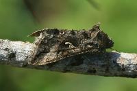 s:бабочки,размах крыльев до 48 мм,s:ночные бабочки,s:чешуекрылые