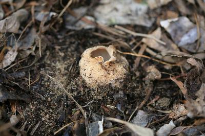 Грибы найдены в феврале рядом с поселением Ницан под тополями. Плодовые тела в раскрытом состоянии достигают 10см и более. Автор фото: Александр Гибхин