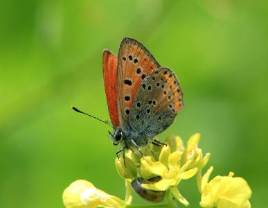 Бабочки найдены рядом с речкой Лахиш рядом с городом Ашдод. Автор фото: Александр Гибхин