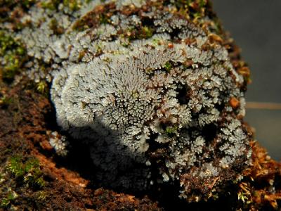 Цератиомикса кустарничковая (Ceratiomyxa fruticulosa) Автор: Александр Гибхин