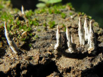 Эти грибы растут на гнилых оливковых косточках. Автор фото: Александр Гибхин