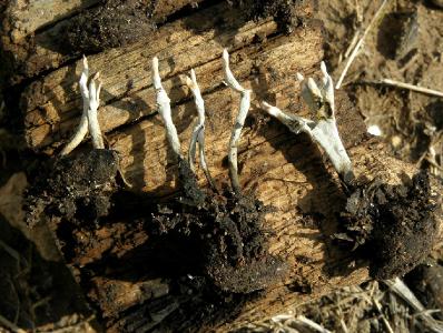 Эти грибы растут на гнилых оливковых косточках. Автор фото: Александр Гибхин