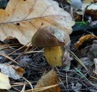 Польский гриб (Boletus badius) Автор: Виталий Гуменюк