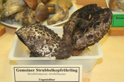 Выставка любителей грибов
Strobilomyces strobilaceus (Шишкогриб хлопьеножковый) 

 Автор фото: Йохан Метте