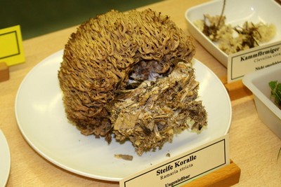 выставка любителей грибов

Ramaria stricta (Рамария жесткая (Рoгатик жесткий)) 
 Автор фото: Йохан Метте