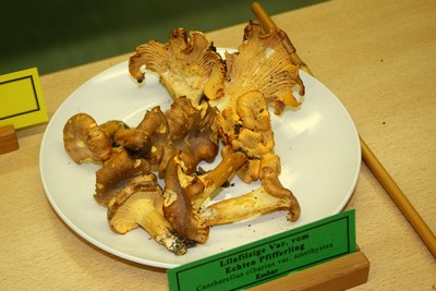 Выставка любителей грибов

Cantharellus cibarius var. amethystea (лисичка фиoлетoвo-вoйлoчная) 
 Автор фото: Йохан Метте
