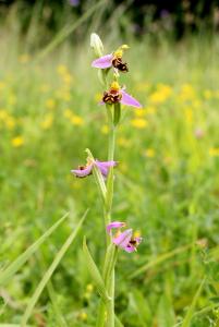 Офрис пчелоносная (Ophrys apifera) Автор: Йохан Метте