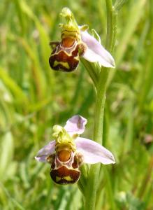 Офрис пчелоносная (Ophrys apifera, по-немецки - Bienen-Ragwurz). Красивое, но у нас, к сожалению, редкое растение. Как все орхидные он у нас строго защищен.
Народное название просто \