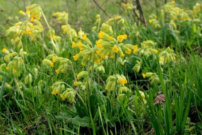 Первоцвет весенний (Primula veris)Первоцвет весенний (Примула весенняя; Primula veris) 
 Автор фото: Йохан Метте