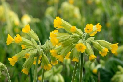 Первоцвет весенний (Primula veris)Первоцвет весенний (Примула весенняя; Primula veris) 
 Автор фото: Йохан Метте