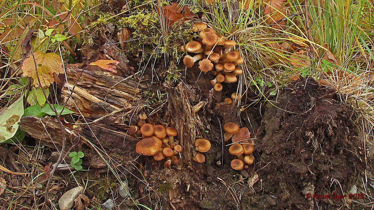 Опенок осенний (северный) (Armillaria borealis) фотографии, видео и истории