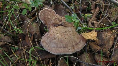 Подросший и подсохший гриб типичной для данного вида окраски. Автор фото: Кром Игорь