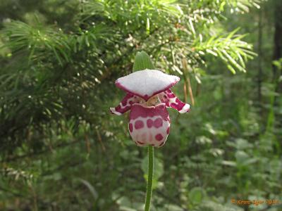 Венерин башмачок капельный (Cypripedium guttatum). Автор фото: Кром Игорь