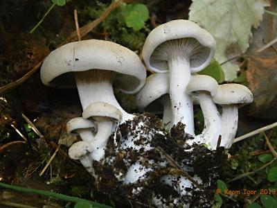 «Правильные» плодовые тела энтоломы недоразвитой проходят цикл развития, характерный для шляпочных грибов. Автор фото: Кром Игорь
