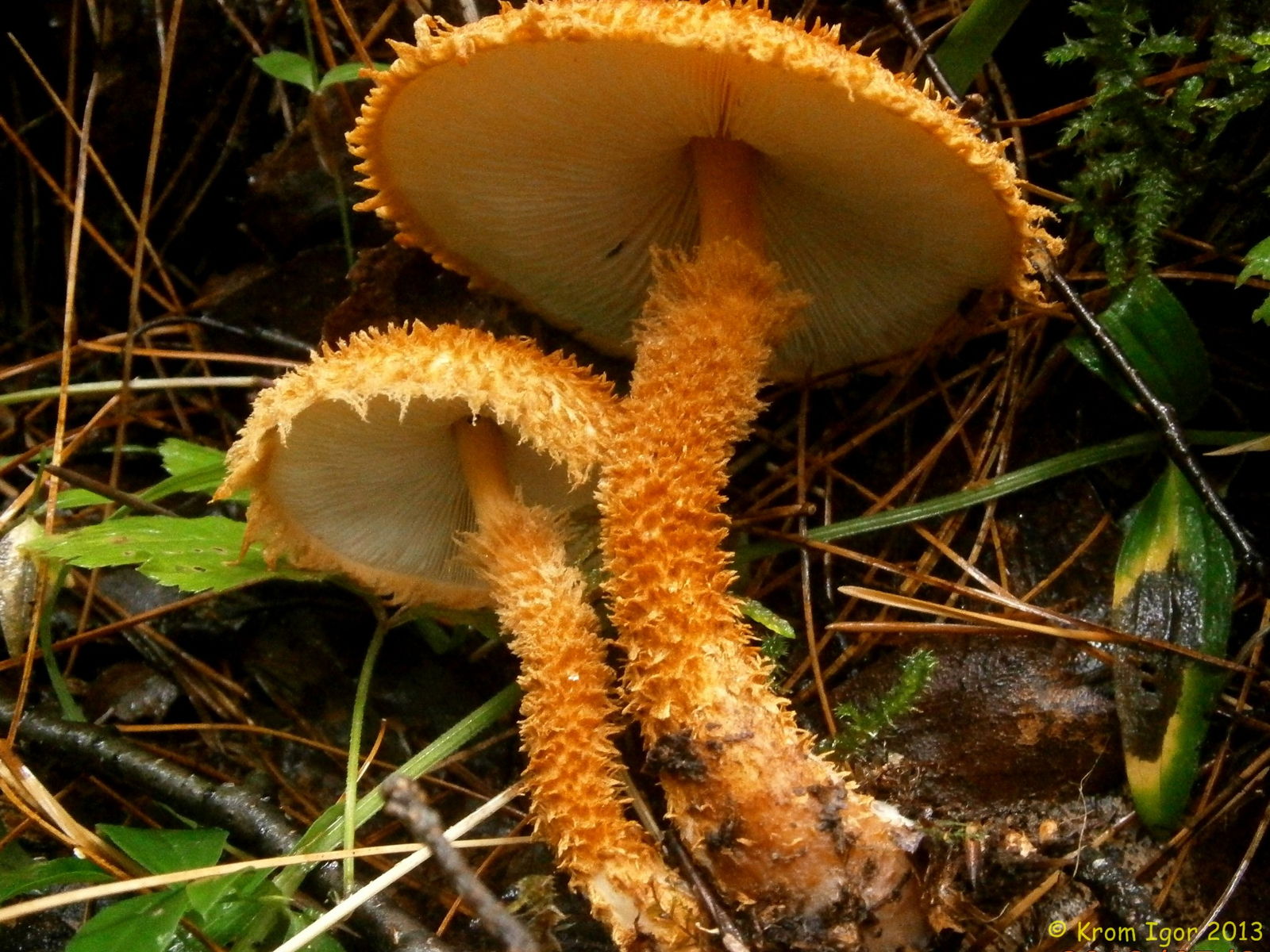 Leucopholiota lignicola, Лейкофолиота древесинная. Автор фото: Кром Игорь