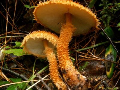 Один из самых красивых грибов в нашем лесу. Редкий вид, занесённый в Красные книги России и Красноярского края Автор фото: Кром Игорь
