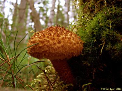 Один из самых красивых грибов в нашем лесу. Редкий вид, занесённый в Красные книги России и Красноярского края  Автор фото: Кром Игорь