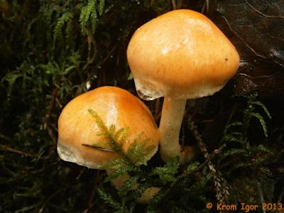 Чешуйчатка шафранно-красная (Pholiota astragalina)Описание гриба (источник - www.rogersmushrooms.com)


Шляпка - 2-5 см в диаметре, конусообразная с тупой макушкой, позднее колокольчатая, распростёртая, розово-оранжевая, абрикосовая, бледнеющая с возрастом, гладкая, липкая или слизистая во влажном состоянии, с остатками частного покрывала по краям.

Пластинки - умеренно-широкие, глубокие, близкие, оранжево-жёлтые, обесцвечивающиеся при надавливании.

Ножка - 50-90 х 4-7мм, полая, бледно-жёлтая, серо-оранжевая у основания, коричневатая в местах обработки, волокнистая.

Мякоть - податливая, водянистая, оранжевая, жёлто-оранжевая.

Запах - различный.

Вкус - горький.

Споровый порошок - коричневый.

Места обитания - поодиночке или небольшими группами на гниющих брёвнах и пнях в хвойном лесу, в Европе, в Северной Америке на северо-востоке, тихоокеанском северо-западе и в Калифорнии.

Сезон - август-октябрь.

Съедобность - несъедобна.



Несколько лет наблюдаю за плодоношением этих грибов в нашем регионе (Юг Красноярского края, предгорья восточного Саяна). К вышеприведённому описанию добавлю от себя, что пластинки с возрастом могут приобретать цвет ржавого железа, шляпки у старых грибов могут оставаться слизистыми даже в сырую погоду, а горький вкус мякоти с возрастом постепенно исчезает.


 Автор фото: Кром Игорь