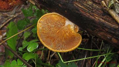 Вешенка оранжевая (Phyllotopsis nidulans) Автор: Кром Игорь